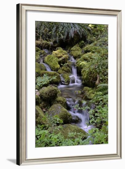 Japanese Gardens II-Brian Moore-Framed Photographic Print