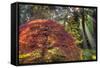 Japanese Gardens in autumn in Portland, Oregon, USA-Chuck Haney-Framed Stretched Canvas