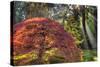 Japanese Gardens in autumn in Portland, Oregon, USA-Chuck Haney-Stretched Canvas