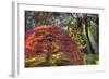 Japanese Gardens in autumn in Portland, Oregon, USA-Chuck Haney-Framed Photographic Print