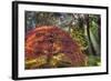 Japanese Gardens in autumn in Portland, Oregon, USA-Chuck Haney-Framed Photographic Print