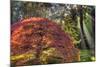 Japanese Gardens in autumn in Portland, Oregon, USA-Chuck Haney-Mounted Photographic Print