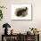 Japanese Giant Salamander-null-Stretched Canvas displayed on a wall