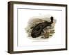 Japanese Giant Salamander-null-Framed Giclee Print