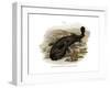 Japanese Giant Salamander-null-Framed Giclee Print