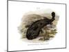 Japanese Giant Salamander-null-Mounted Giclee Print