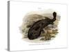 Japanese Giant Salamander-null-Stretched Canvas