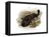 Japanese Giant Salamander-null-Framed Stretched Canvas