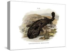 Japanese Giant Salamander-null-Stretched Canvas