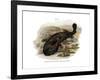 Japanese Giant Salamander-null-Framed Giclee Print