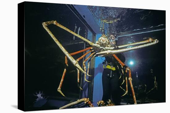 Japanese Giant Spider Crab (Macrocheira Kaempferi) World'S Largest Crustacean In Tokyo Aquarium-Jeff Rotman-Stretched Canvas