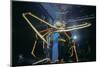Japanese Giant Spider Crab (Macrocheira Kaempferi) World'S Largest Crustacean In Tokyo Aquarium-Jeff Rotman-Mounted Photographic Print