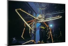 Japanese Giant Spider Crab (Macrocheira Kaempferi) World'S Largest Crustacean In Tokyo Aquarium-Jeff Rotman-Mounted Photographic Print