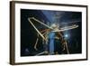 Japanese Giant Spider Crab (Macrocheira Kaempferi) World'S Largest Crustacean In Tokyo Aquarium-Jeff Rotman-Framed Photographic Print