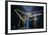 Japanese Giant Spider Crab (Macrocheira Kaempferi) World'S Largest Crustacean In Tokyo Aquarium-Jeff Rotman-Framed Photographic Print