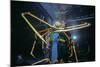 Japanese Giant Spider Crab (Macrocheira Kaempferi) World'S Largest Crustacean In Tokyo Aquarium-Jeff Rotman-Mounted Photographic Print