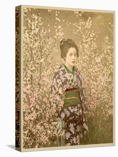 Japanese Girl Next to Cherry Blossom Tree-null-Stretched Canvas