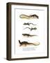 Japanese Grass Lizard-null-Framed Giclee Print