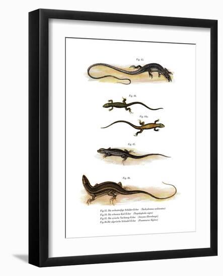 Japanese Grass Lizard-null-Framed Giclee Print