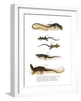 Japanese Grass Lizard-null-Framed Giclee Print