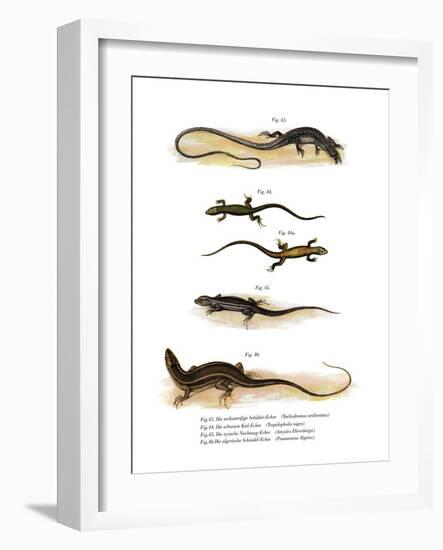 Japanese Grass Lizard-null-Framed Giclee Print