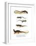 Japanese Grass Lizard-null-Framed Giclee Print