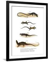 Japanese Grass Lizard-null-Framed Giclee Print