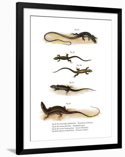 Japanese Grass Lizard-null-Framed Giclee Print