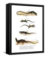 Japanese Grass Lizard-null-Framed Stretched Canvas