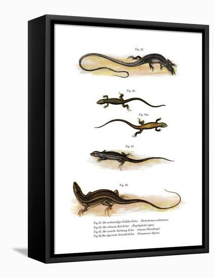 Japanese Grass Lizard-null-Framed Stretched Canvas