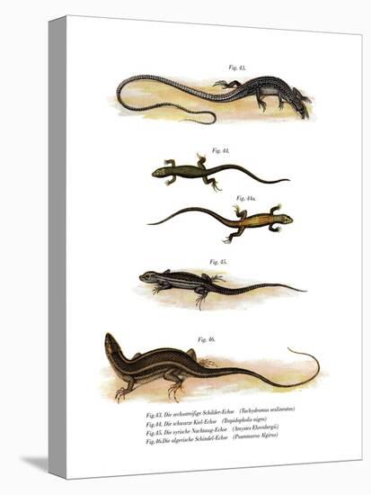 Japanese Grass Lizard-null-Stretched Canvas