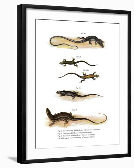 Japanese Grass Lizard-null-Framed Giclee Print