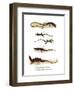 Japanese Grass Lizard-null-Framed Giclee Print