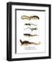 Japanese Grass Lizard-null-Framed Giclee Print