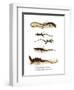 Japanese Grass Lizard-null-Framed Giclee Print