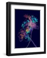 Japanese Hanabi Flowers-Stella Chang-Framed Art Print