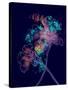 Japanese Hanabi Flowers-Stella Chang-Stretched Canvas