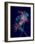 Japanese Hanabi Flowers-Stella Chang-Framed Art Print