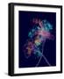 Japanese Hanabi Flowers-Stella Chang-Framed Art Print