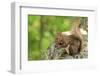 Japanese Hokkaido Squirrel on Mt Maruyama, Hokkaido, Japan-Paul Dymond-Framed Photographic Print