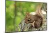 Japanese Hokkaido Squirrel on Mt Maruyama, Hokkaido, Japan-Paul Dymond-Mounted Photographic Print