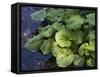 Japanese Horseradish Plant (Wasabi), Growing at the Daio Wasabi Farm in Hotaka, Nagano, Japan-null-Framed Stretched Canvas