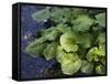 Japanese Horseradish Plant (Wasabi), Growing at the Daio Wasabi Farm in Hotaka, Nagano, Japan-null-Framed Stretched Canvas