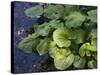 Japanese Horseradish Plant (Wasabi), Growing at the Daio Wasabi Farm in Hotaka, Nagano, Japan-null-Stretched Canvas