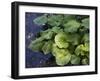 Japanese Horseradish Plant (Wasabi), Growing at the Daio Wasabi Farm in Hotaka, Nagano, Japan-null-Framed Photographic Print