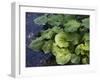 Japanese Horseradish Plant (Wasabi), Growing at the Daio Wasabi Farm in Hotaka, Nagano, Japan-null-Framed Photographic Print