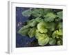 Japanese Horseradish Plant (Wasabi), Growing at the Daio Wasabi Farm in Hotaka, Nagano, Japan-null-Framed Photographic Print