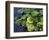 Japanese Horseradish Plant (Wasabi), Growing at the Daio Wasabi Farm in Hotaka, Nagano, Japan-null-Framed Photographic Print