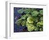 Japanese Horseradish Plant (Wasabi), Growing at the Daio Wasabi Farm in Hotaka, Nagano, Japan-null-Framed Photographic Print