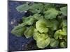 Japanese Horseradish Plant (Wasabi), Growing at the Daio Wasabi Farm in Hotaka, Nagano, Japan-null-Mounted Photographic Print